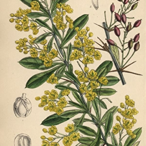 Berberis lycium, yellow flowered barberry shrub