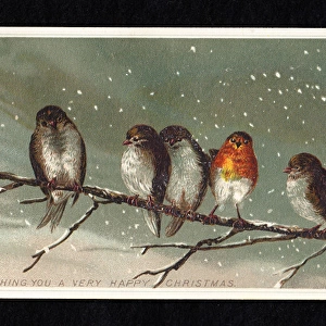 Five birds on a branch in the snow on a Christmas card