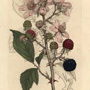 Blackberry, Rubus fruticosus