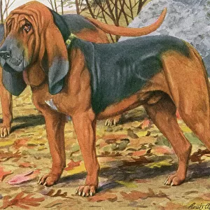 Two Bloodhounds Standing