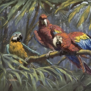 Blue and Yellow Macaw and two Scarlet Macaws