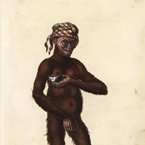 Bornean orangutan, Pongo pygmaeus, female. Endangered