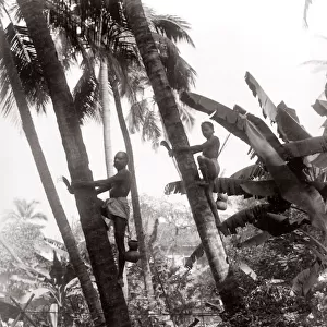 c. 1880s India - men harvesting from coconut trees