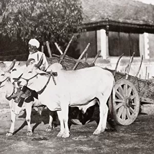 c. 1880s India - ox or cattle cart