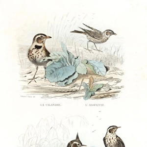 Calandra lark, skylark, crested lark and marsh lark