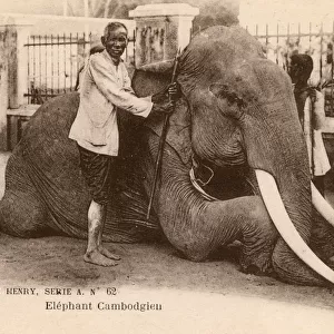 Cambodian Elephant