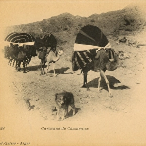 Camel caravan and dog in Algeria