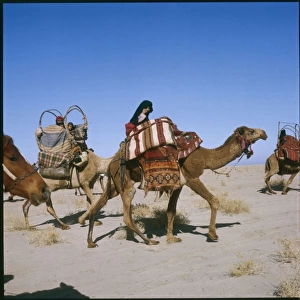 Camel Caravan Iraq 1979