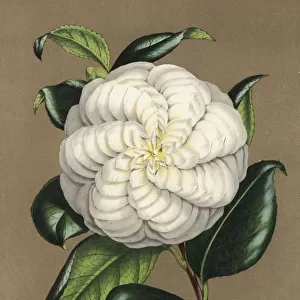 Camellia cultivar, Virgine di Collebeato, Camellia japonica