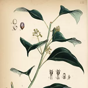 Camphor laurel, Cinnamomum camphora