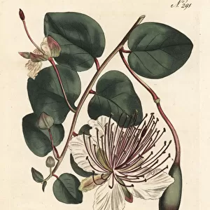Caper bush or caper shrub, Capparis spinosa