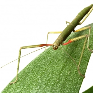 Carausius morosus, Indian stick insect