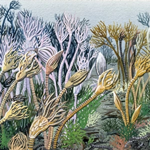 Carboniferous crinoid garden