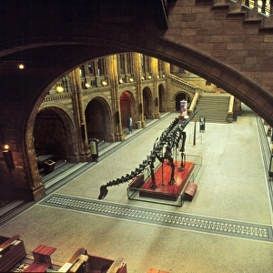 The Central Hall of the Natural History Museum, London