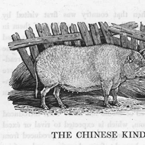 Chinese Pig (Bewick)