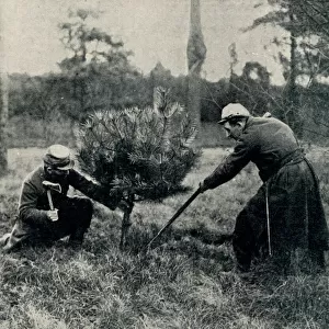 Christmas at the Front: Soldiers chopping down a tree 1914