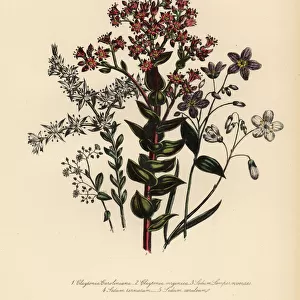 Claytonia and stonecrop species