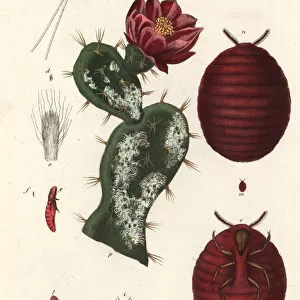 Cochineal Insect