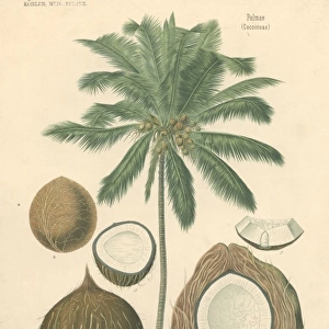Cocoa nucifera L. coco palm