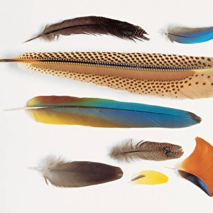 A collection of birds feathers