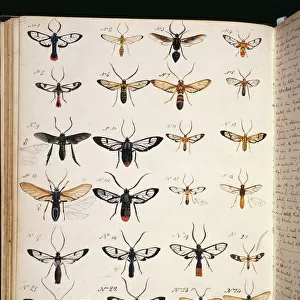 Coloured sketches of insects