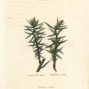 Common juniper, Juniperus communis