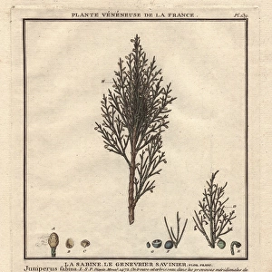 Common juniper tree, Juniperus communis, with berries