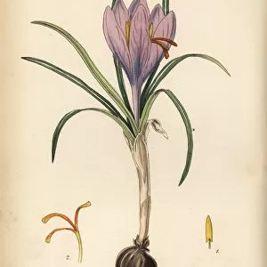 Common saffron crocus, Crocus sativa