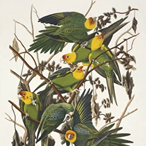 Conuropsis carolinensis, Carolina parakeet