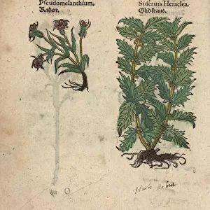 Corncockle, Agrostemma githago, and woundwort