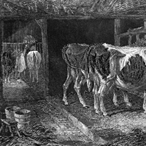 Cow House, Ca 1840