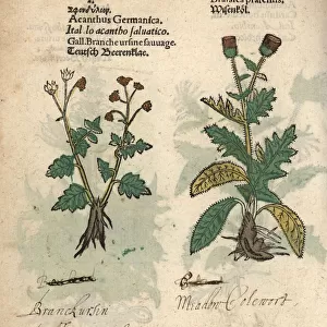 Cow parsnip, Heracleum sphondylium, and creeping
