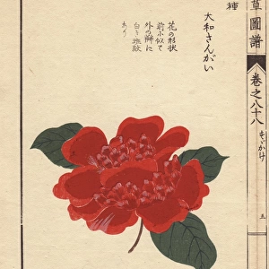 Crimson camellia, Daiwa sangai, Thea japonica Nois