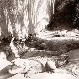 Crocodiles at Sufi shrine of Manghopir, near Karachi, Pakistan, c. 1890 s