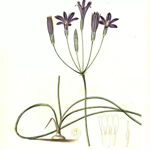 Crown brodiaea, Brodiaea coronaria