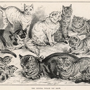 Crystal Palace Cat Show, 1887