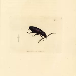 Ctenicera cuprea beetle
