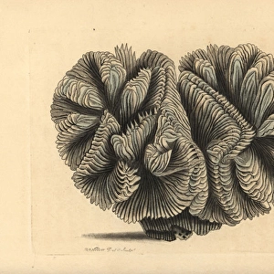 Curled madrepore or crested Indian coral, Madrepora
