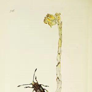 Curtis British Entomology Plate 726