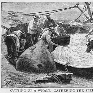 Cutting up a Whale