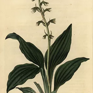 Cyclopogon elatus orchid