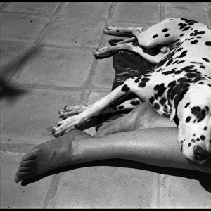Dalmation dog and girls sunbathing legs