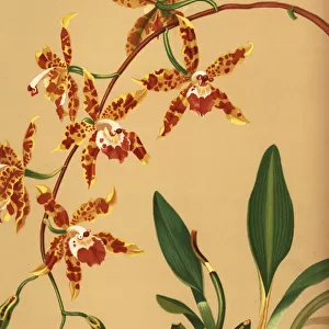 Dancing lady orchid, Oncidium spectatissimum