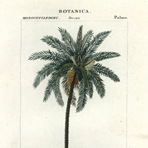 Date palm, Phoenix dactylifera