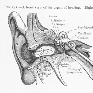 Diagram of Ear / 1897