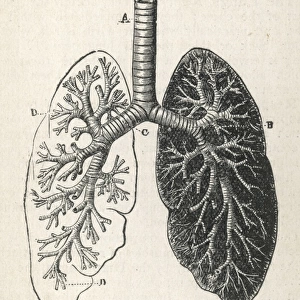 Diagram of the lungs and bronchial tubes