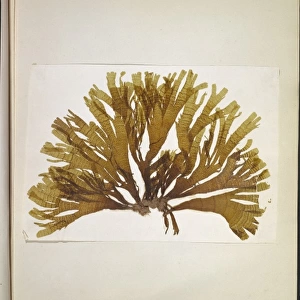 Dictyota atomaria, seaweed