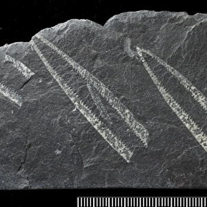 Didymograptus, fossil graptolite