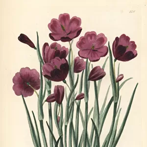 Douglas grasswidow, Olsynium douglasii