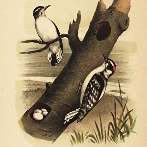 Downy woodpecker, Dryobates pubescens